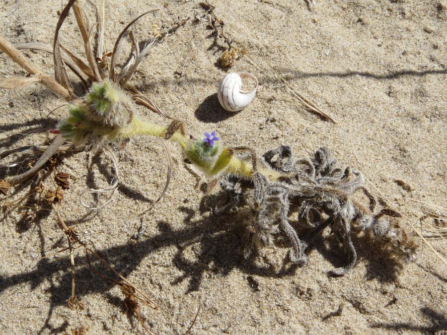 Hormuzakia aggregata (=Anchusa aggregata)/Buglossa siciliana